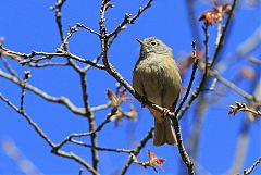 Colima Warbler